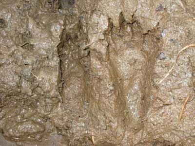 Beaver Footprint